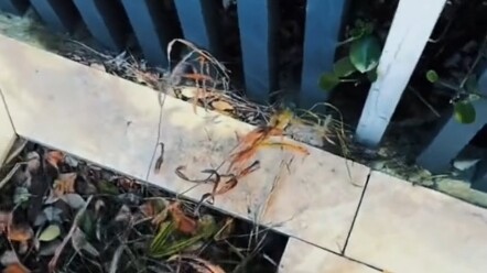 Không ai có thể từ chối thanh kiếm Huyền Băng này.