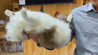 Holding a cat? Isn't that just a matter of having hands?