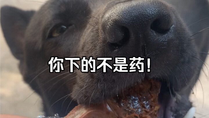 Dogzi: What you slipped me isn’t medicine—it’s the seasoning for our relationship!