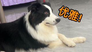 边牧：优雅永不过时，二哈学不来的！