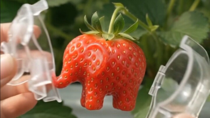 You Won’t Believe This Strawberry! 🤯🍓 #Shorts