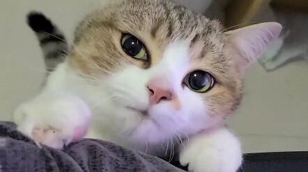 当猫猫来拍拍你