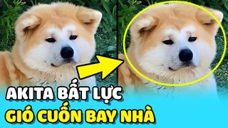 💥Chú chó Akita BẤT LỰC nhìn nhà mình bị GIÓ CUỐN BAY ĐI khi đang trông nhà chủ | TIN GIẢI TRÍ