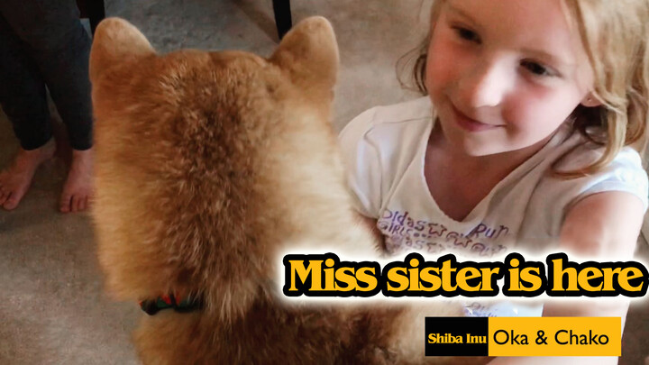 [Animals][Vlog]Healing moments of Shiba Inu playing with little girl