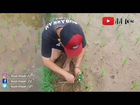 MAIN KE SAWAH YUK SERU LOH! ( MANCING BELUT / NGUREK )