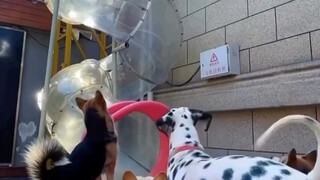 Dog: Please move aside, don’t bump into me.