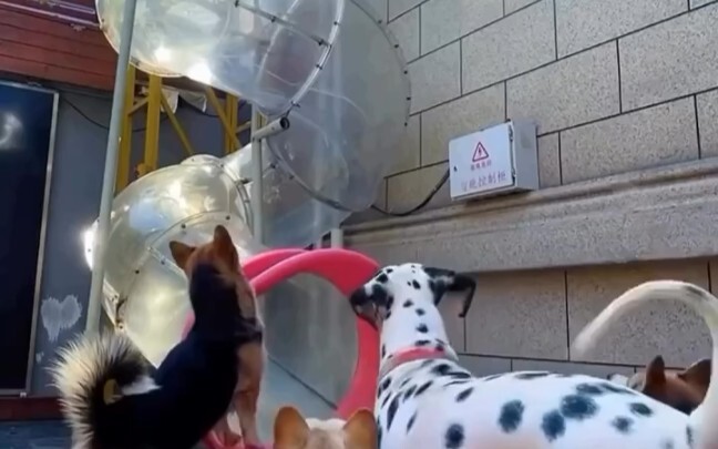 Dog: Please move aside, don’t bump into me.