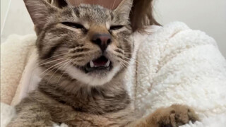 Saat pertama kali bertemu dengan kucing kecil, aku langsung bilang dia bau, membuat kucing kecil itu