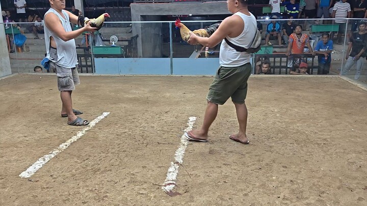 Bulik nag babalik, 2x win 8mos. old vs. Samal