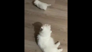 น้องแมวสุดน่ารัก 🐈🐈🐈
