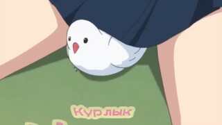 burung nya masuk