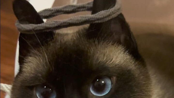 Kucing si Abang dengan ikatan di telinga