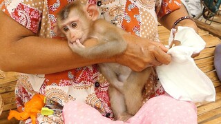 Baby Lion Don't Want To Wear Diaper, Grandma So Difficult Wearing For Him