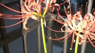 You call this thing a tulip? Here's the story about how I bought what I thought was a tulip, only to