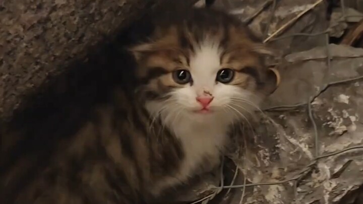 The flower language of stray cats: act fast or you’ll miss out!