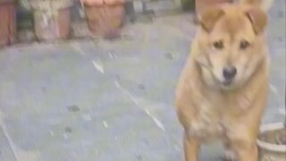 When you go back to your grandma's house for the New Year and the dog recognizes you...