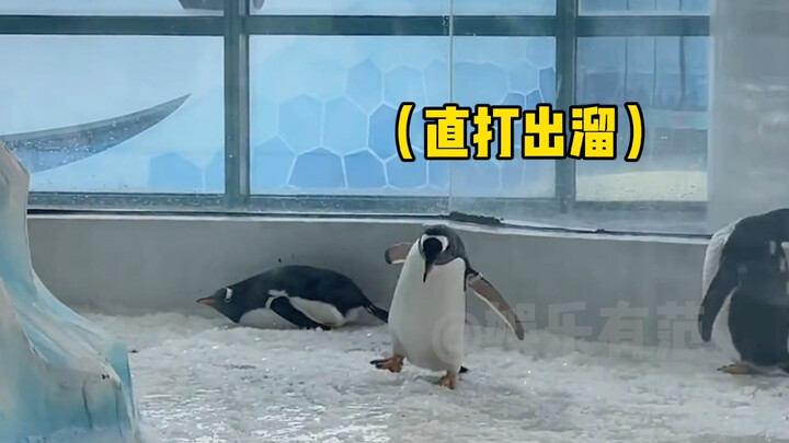 Penguin: My hometown is a land of ice and snow, not a patchwork of broken ice!