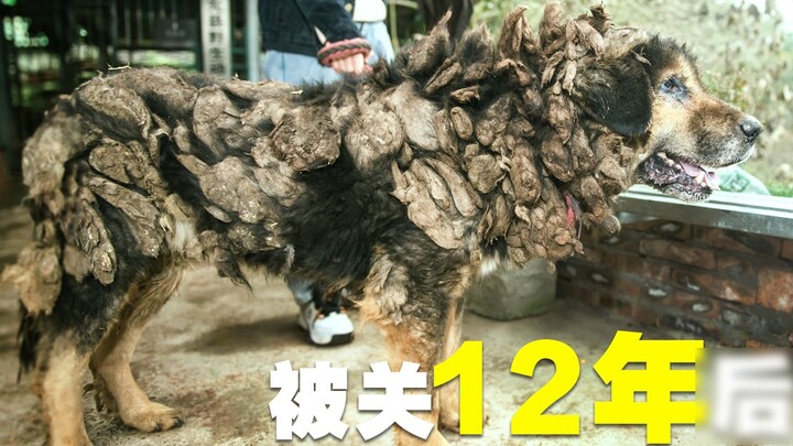 [Lão Dương Điên] Chó Ngao Tây Tạng bị giam 12 năm nay đã có người theo dõi