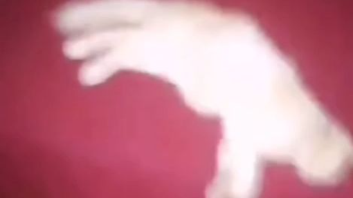 Chamo Araña