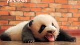 Giant panda is so cute