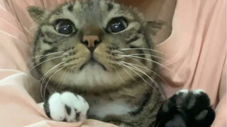 有谁不想尝尝擦边小猫的小屁股呢？