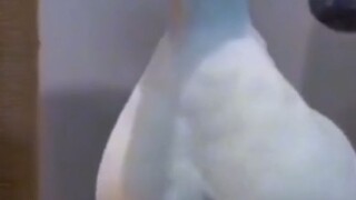 Funny Videos 😂