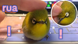 [White-eye Bird] The Clearest Video Of Bird's In Bilibili Is Coming!