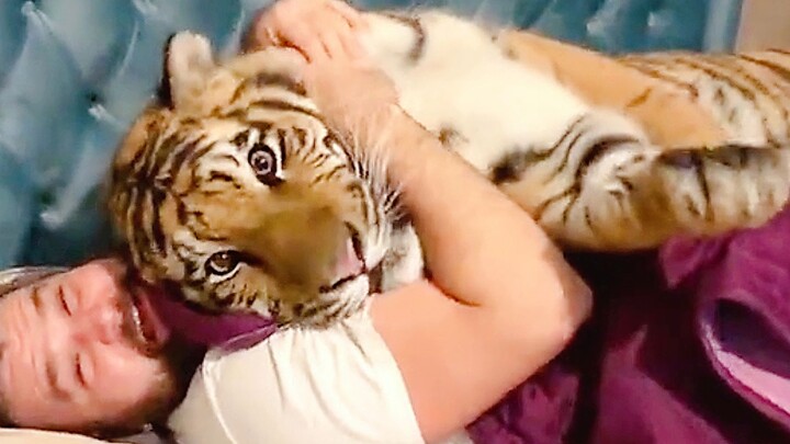You wake up to find a big tiger in your bed—what do you do?
