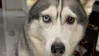 Đáng lẽ tôi không nên nói với chó Husky về bất kỳ quy tắc nào