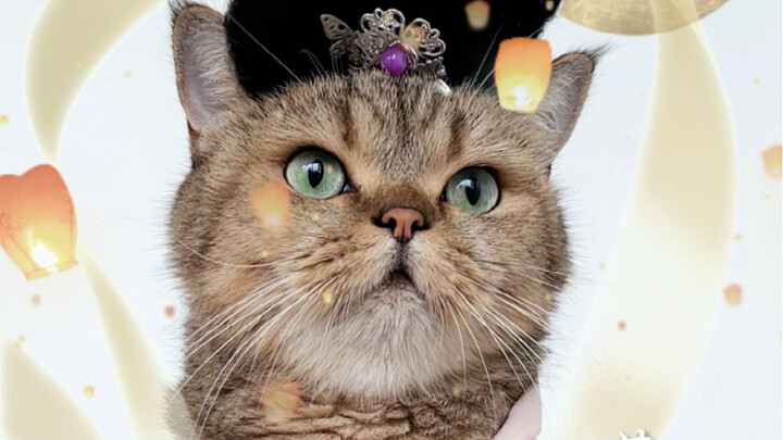 Hari ini adalah versi kucing dari Chang'e kecil dan kelinci giok nakalnya...