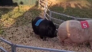 猪猪赛跑有多佛系...你们是来比赛的！不是来散步拉屎的！