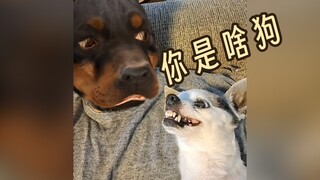 What Kind of Dog Are You?