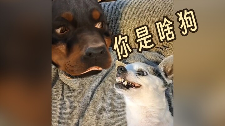 «أنت أي نوع من الكلاب؟»