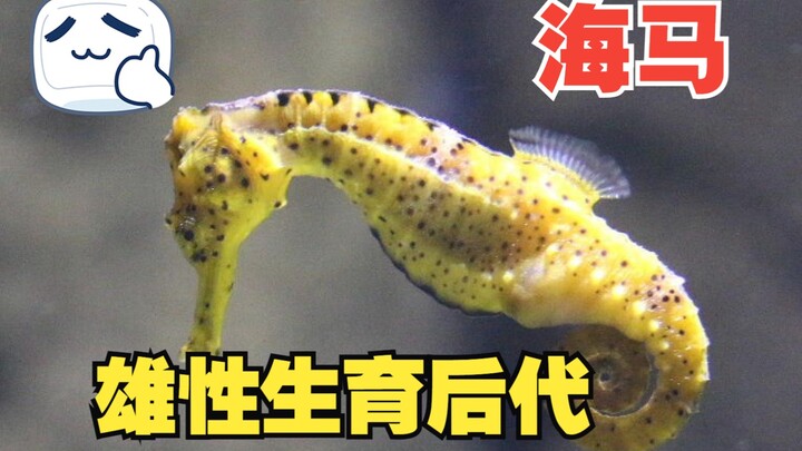 Seahorse: The Only Creature on Earth Where Males Carry and Give Birth to Offspring