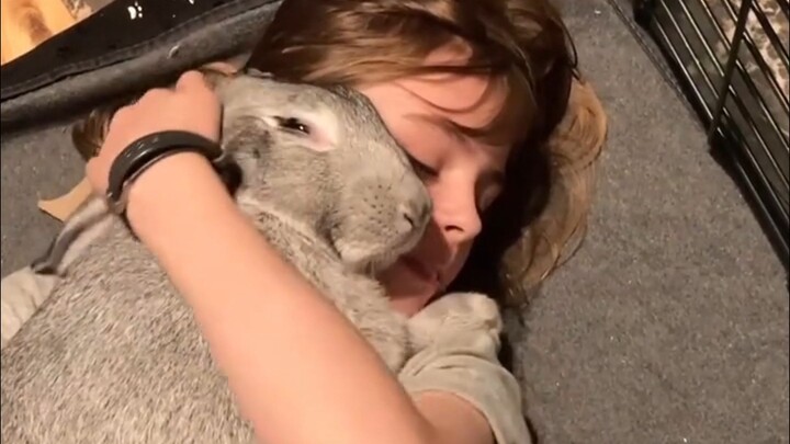 How Big Can a Belgian Hare Get?