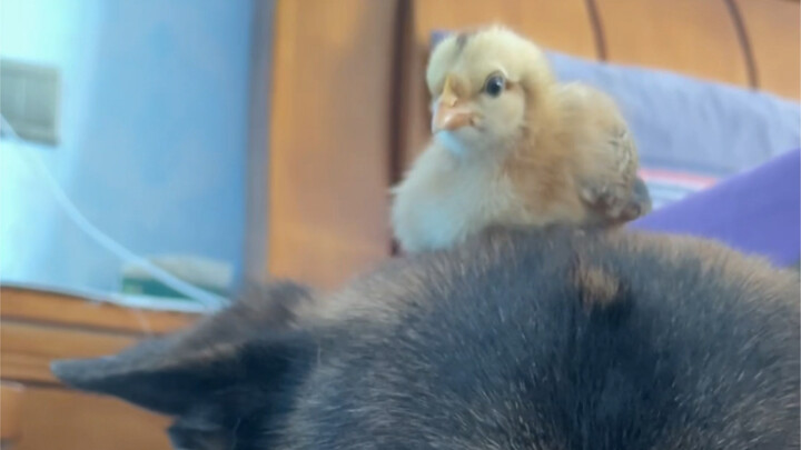 المتابع: دجاجتك هذه ستأكلها الكلاب!