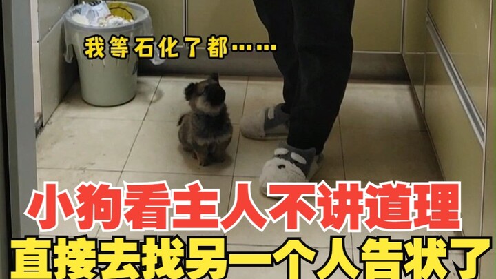 The puppy, seeing that its owner was being unreasonable, went straight to tell another person!
