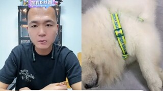 The truth is out! This dog is just short and can't reach.