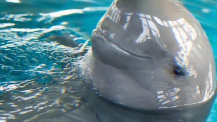 Đánh nhau với gấu trúc, đến gấu trúc cũng bị phạt 5 năm – tay chơi sông Trường Giang này đúng là “đỉ