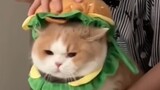 Hóa trang cho mèo cưng thành cái hamburger