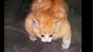 When your cat accidentally eats your protein powder