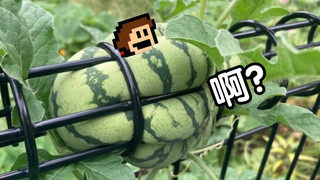 ผู้สร้างเกมนี้คิดว่าฉันเป็นคนญี่ปุ่นจริงๆ เหรอ?