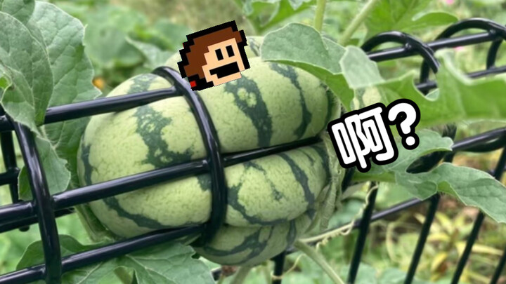 Penulis game ini benar-benar menganggapku orang Jepang, ya?