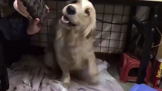 Cái đồ... Đáng yêu