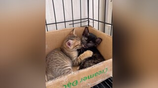 Noel de dủi mn ơiii vitaminmeo cats mèo