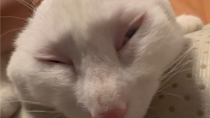 This cat is a real handful—but it’s all about comfort!