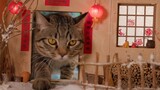 [DIY]Tạo cảnh tí hon chủ đề năm mới cho mèo