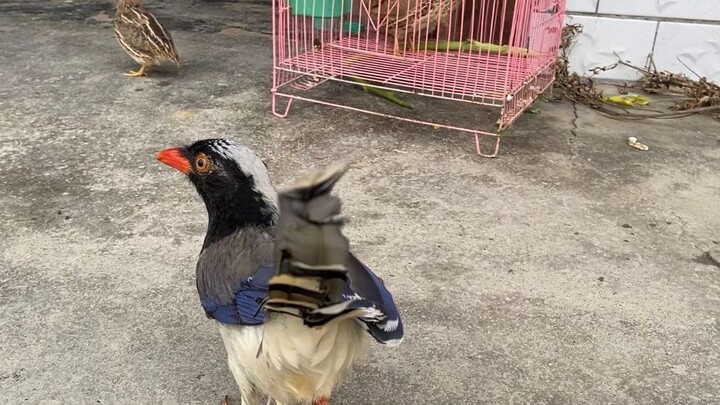 Burung merak biru paruh merah tidak terima tuannya menangkap serangga untuk diberikan kepada burung 