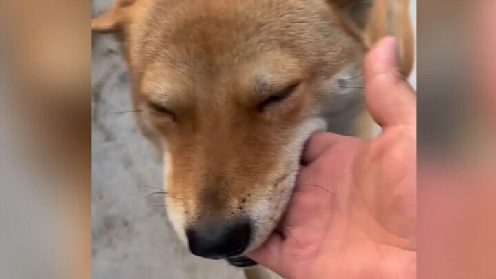 ช่วงเวลาโชว์ของหมาจิ้งจอก! ขุนพลอันดับหนึ่งในเซิร์ฟเวอร์จีน ไม่ได้พูดเล่นนะ!