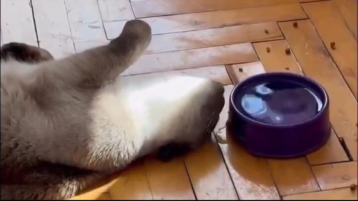 Drink Water Cat 😂🐈